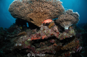 Soldierfish under reef canopy; shot with Nikon D2X 10.5mm... by Aj Hiller 